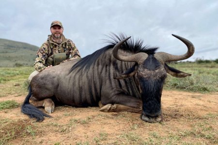 wta_590_3-Blue-Wildebeest-scaled