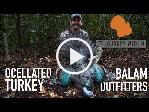Ocellated Turkey: Balam Outfitters - Yucatán Mexico | Mark V Peterson Hunting
